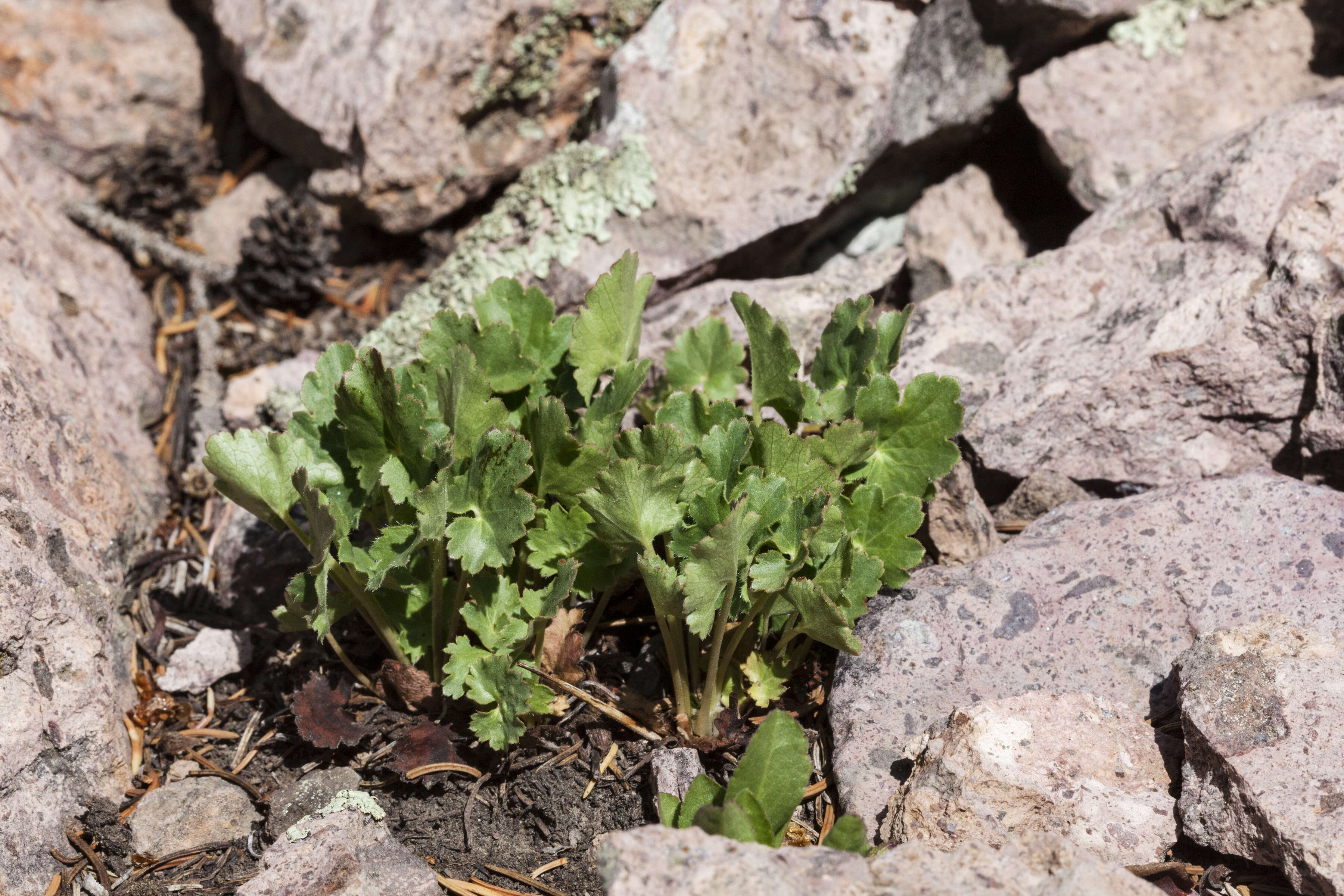 Image of alumroot