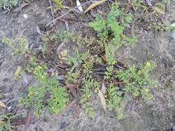 Image of Bushy Cinquefoil