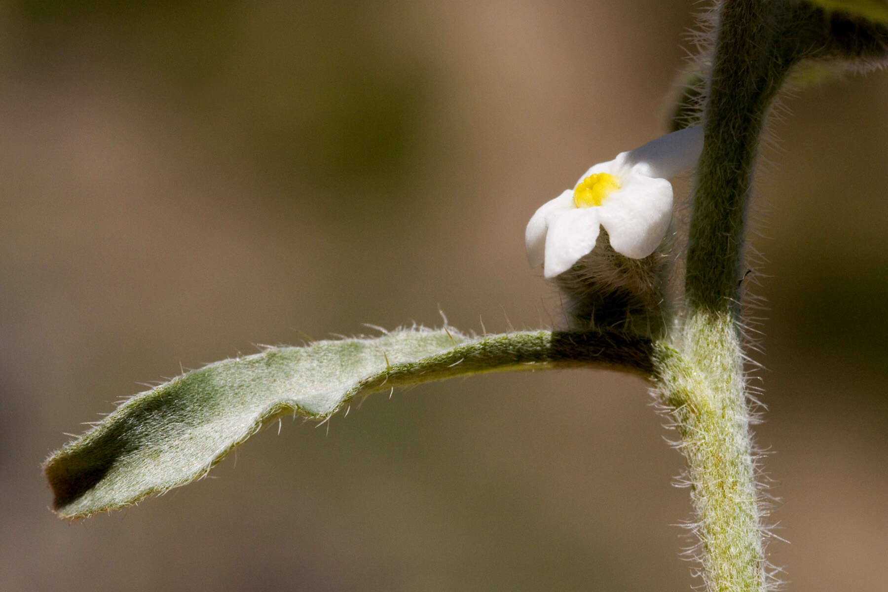 Image of James' cryptantha