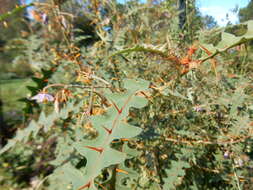 Image of Orange-thorned nightshade