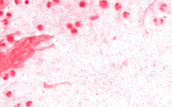 Plancia ëd Haemophilus influenzae