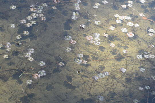 Image of Common Water Clover