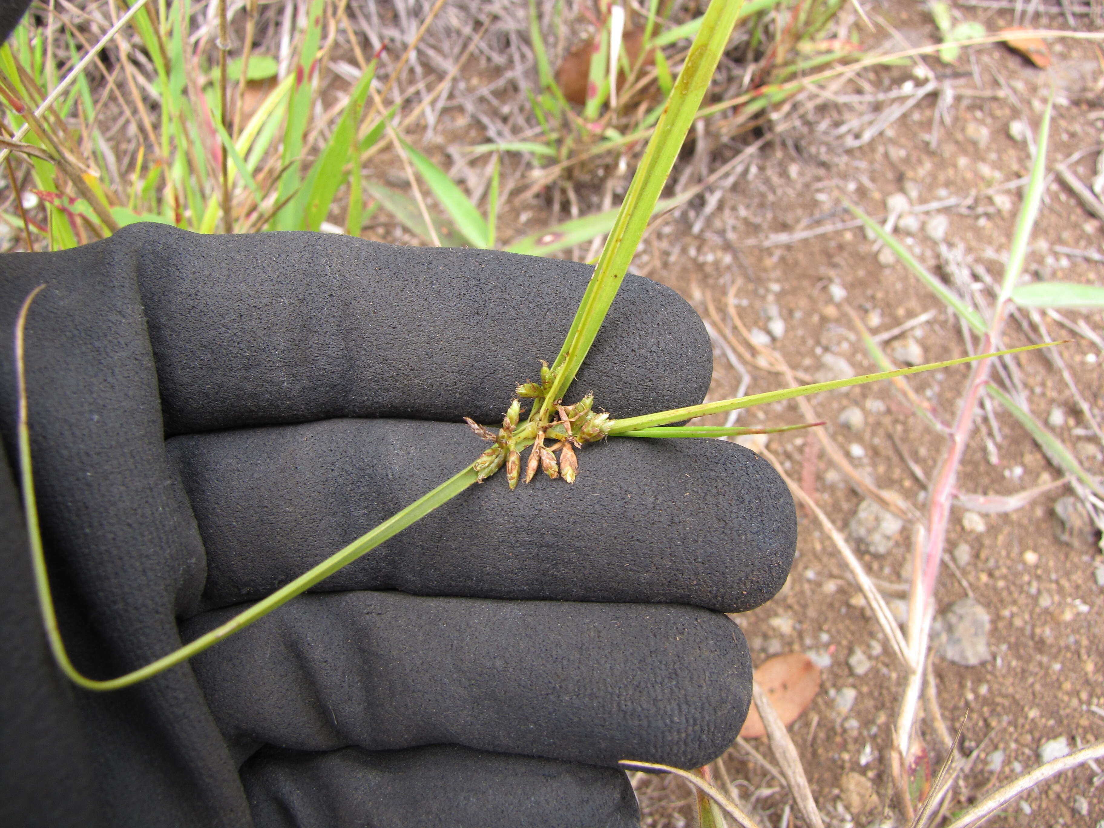 Image de Cyperus hillebrandii Boeckeler