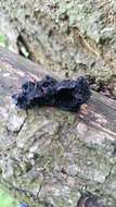 Image of Black Witches' Butter