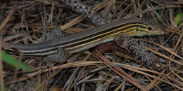 Image of Six-lined Racerunner