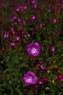 Image of willowherb