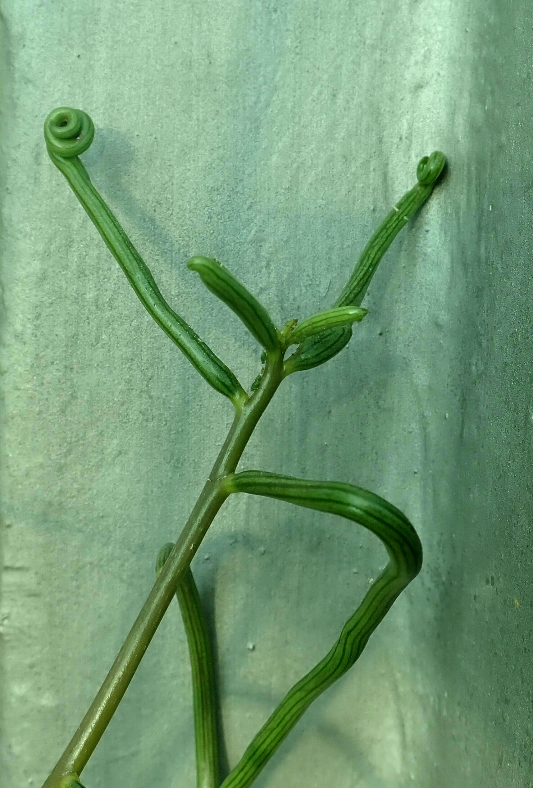 Image of Senecio antandroi S. Elliot