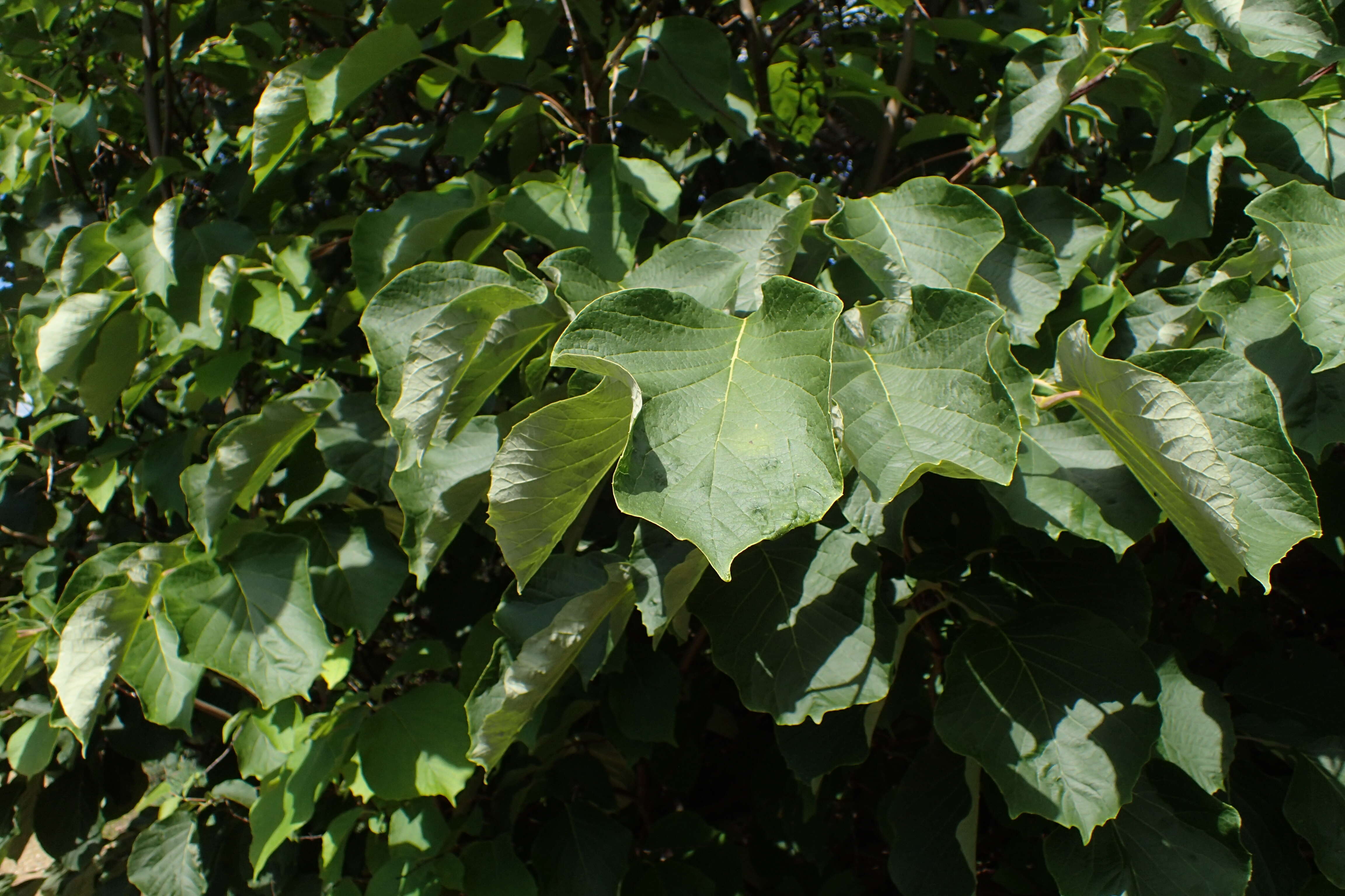 Plancia ëd Styrax obassia Siebold & Zucc.