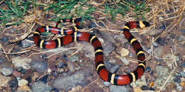 Image of Lampropeltis annulata Kennicott 1861