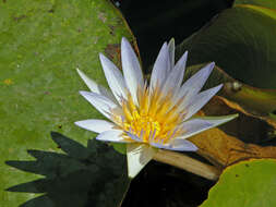 Image of Cape Blue Water-Lily