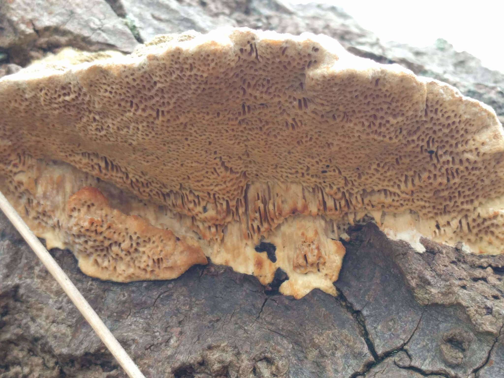 Image of Trametes trogii Berk. 1850