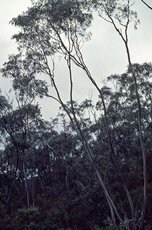 Image of Eucalyptus saxatilis J. B. Kirkpatrick & M. I. H. Brooker