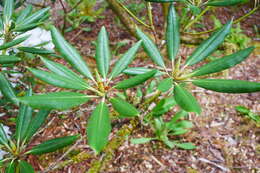 صورة Rhododendron hyperythrum Hayata