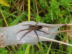 Plancia ëd Dolomedes minor L. Koch 1876