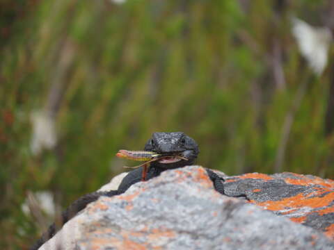 Image of False girdled lizards