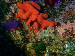 Image of sponges