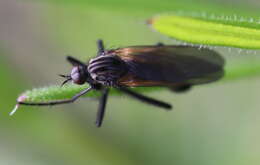 Image of Empis tessellata Fabricius 1794