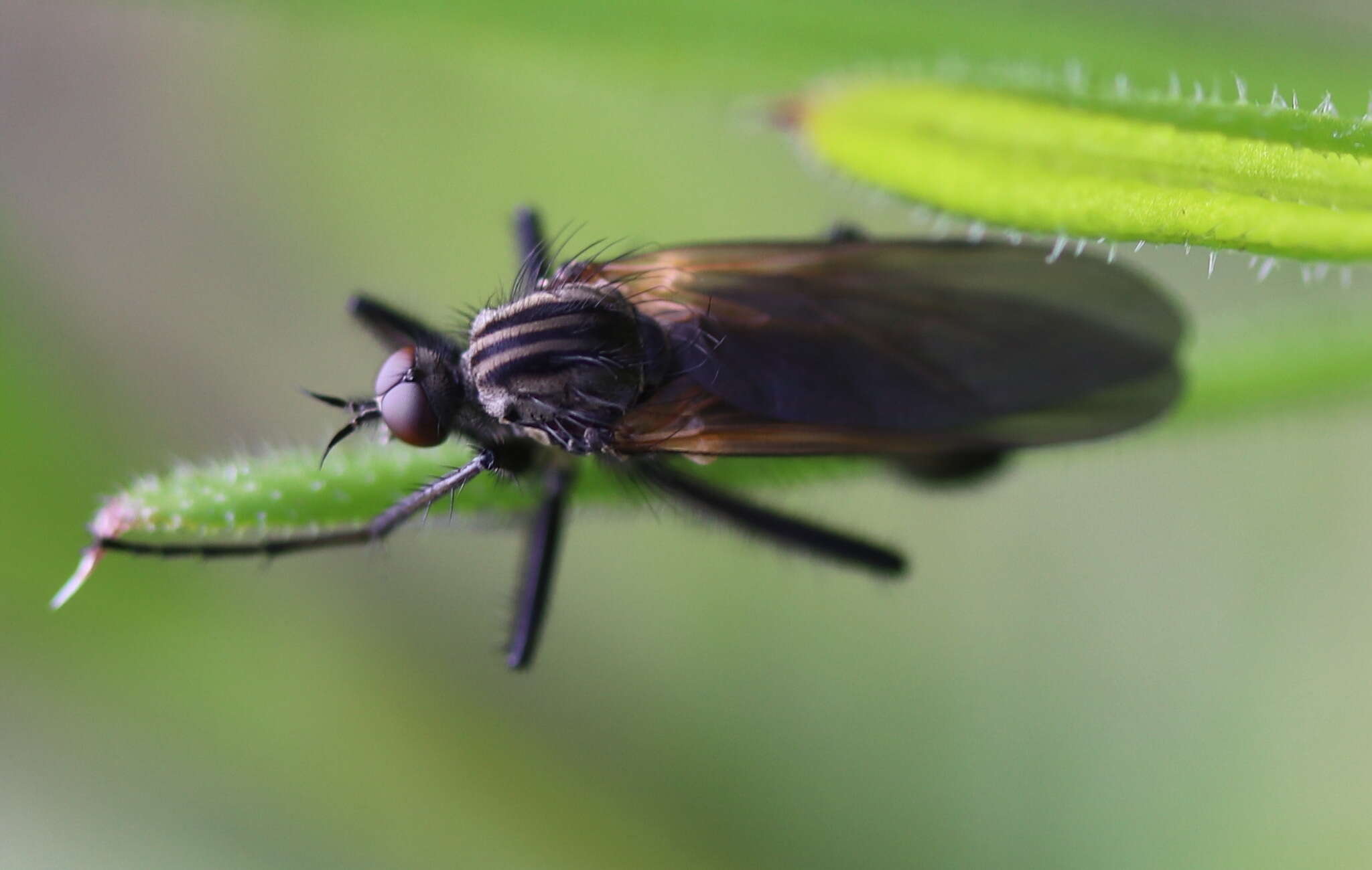 Image of Empis tessellata Fabricius 1794