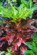 Image of codiaeum