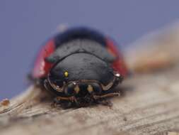 Image of twospotted lady beetle