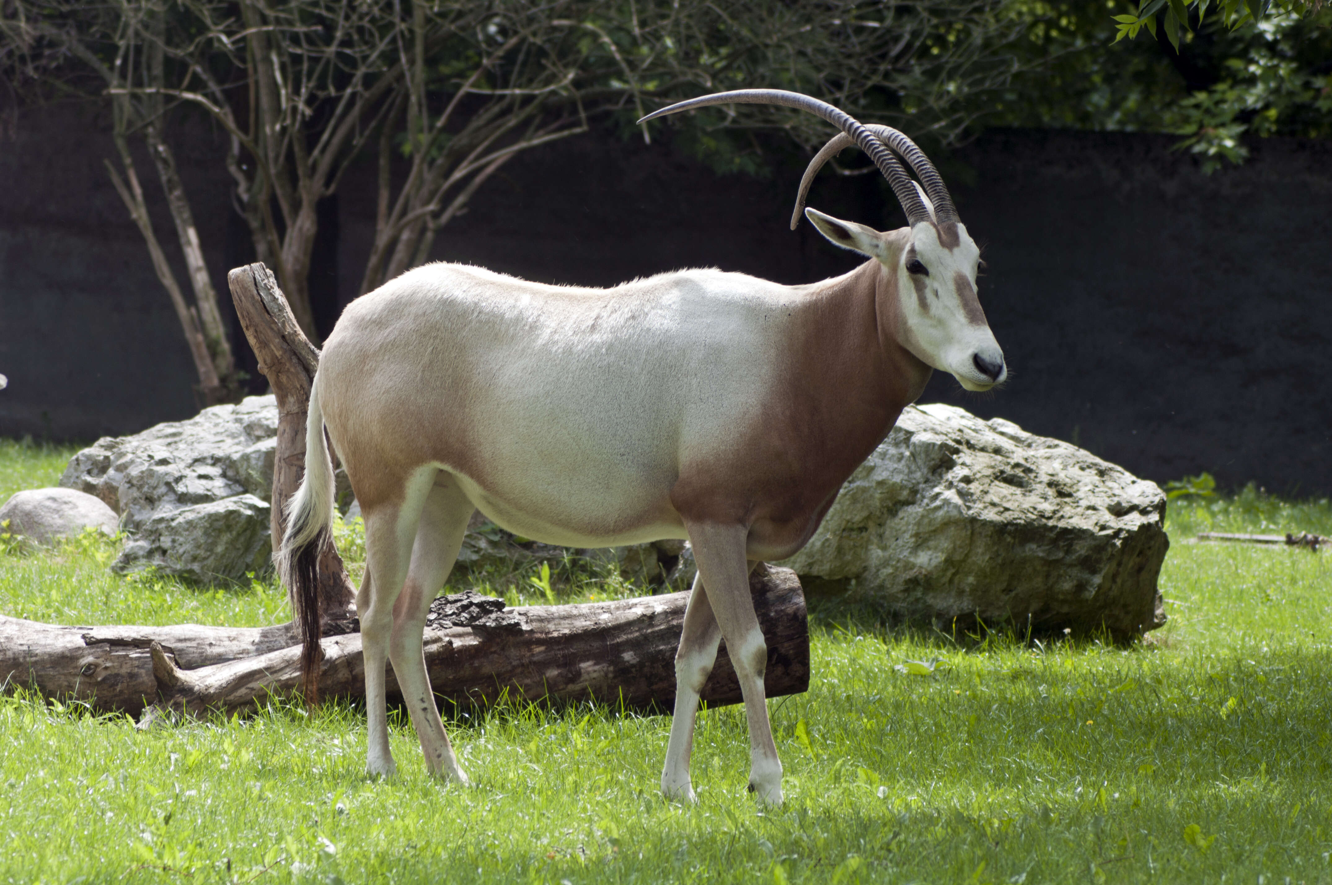 Image of Scimitar-horned Oryx