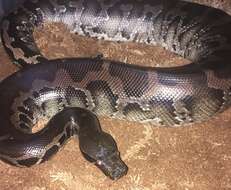 Image of Blood Python