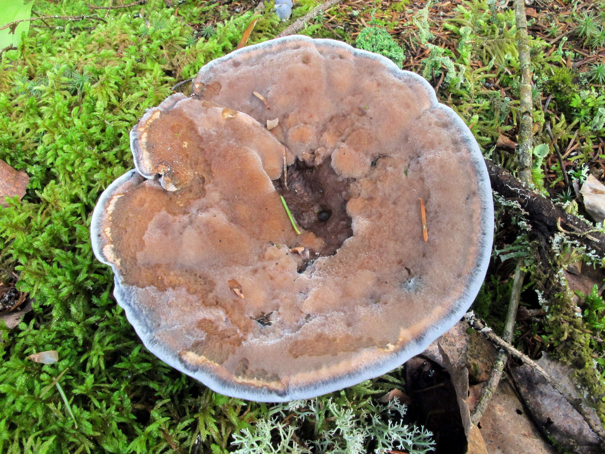 Image of Hydnellum caeruleum (Hornem.) P. Karst. 1879