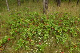 Image of Hollyleaved barberry