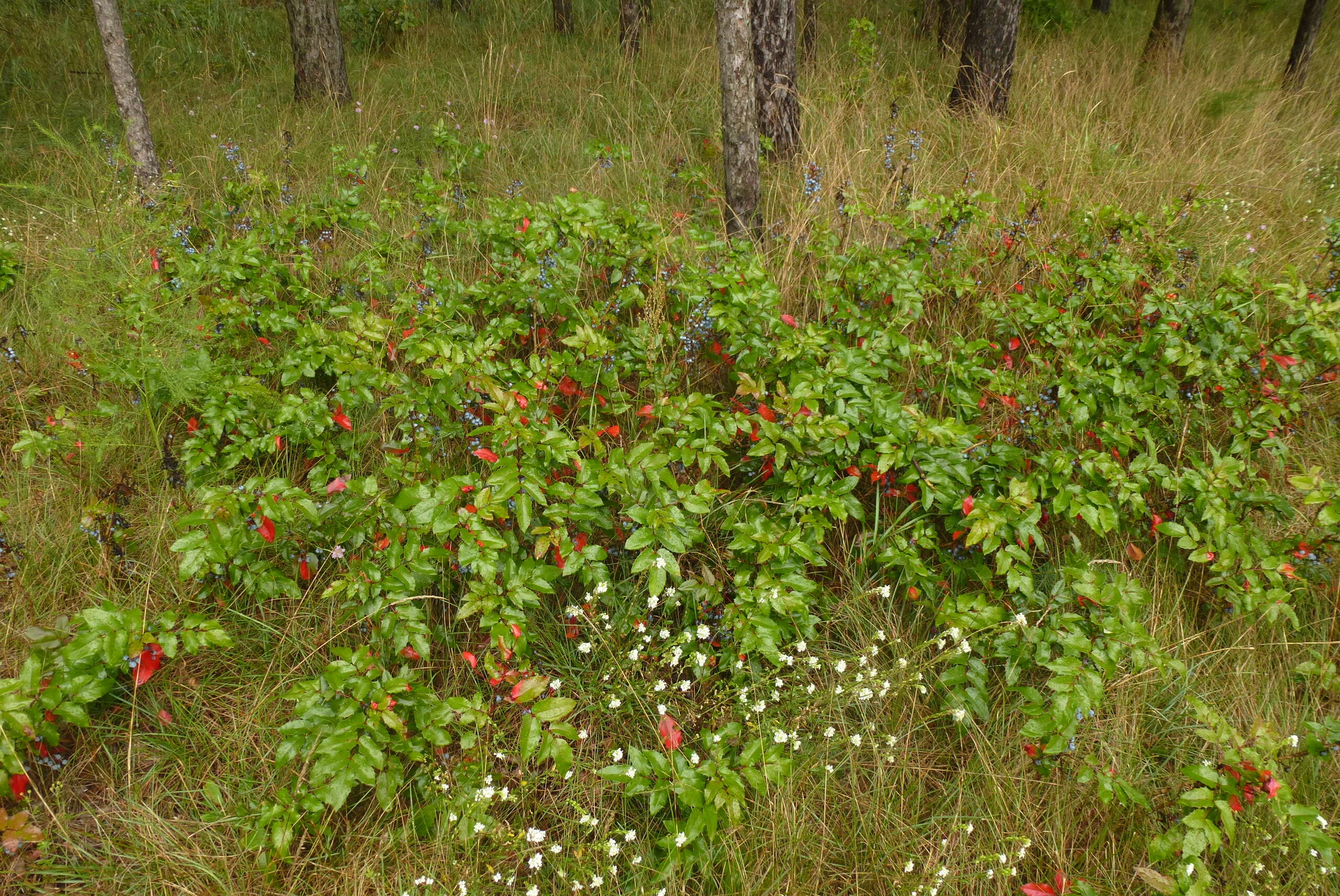 Image of Hollyleaved barberry