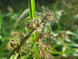 Слика од Scirpus sylvaticus L.