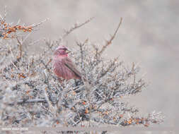 Plancia ëd Carpodacus rhodochlamys (Brandt & JF 1843)