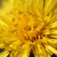 Image of Common Dandelion