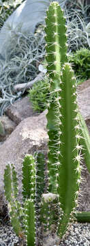 Image of Calymmanthium substerile F. Ritter