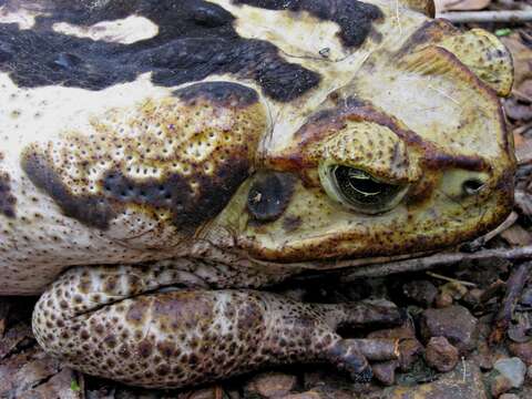 Image of Cane Toad