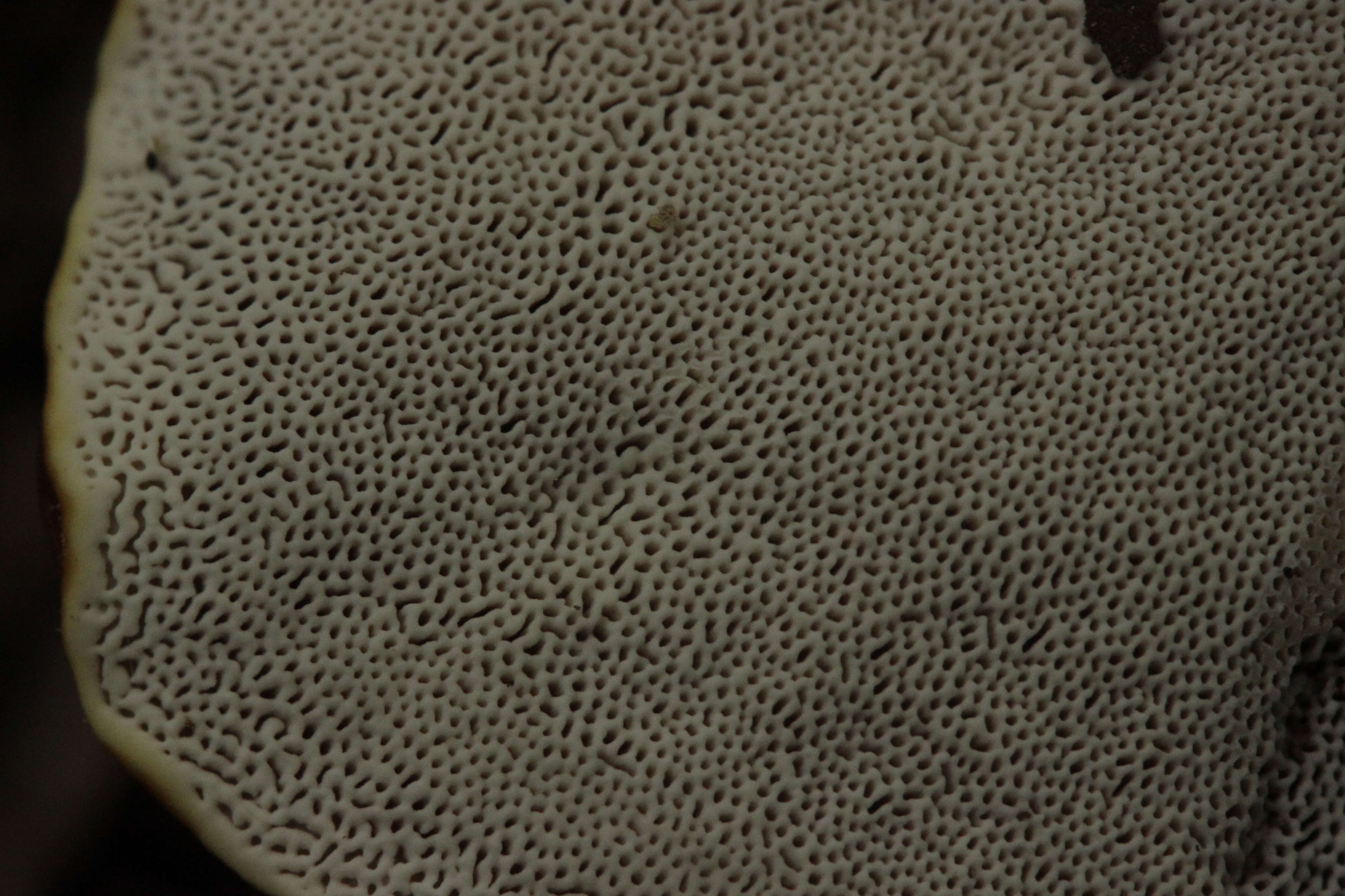 Image of lingzhi mushroom