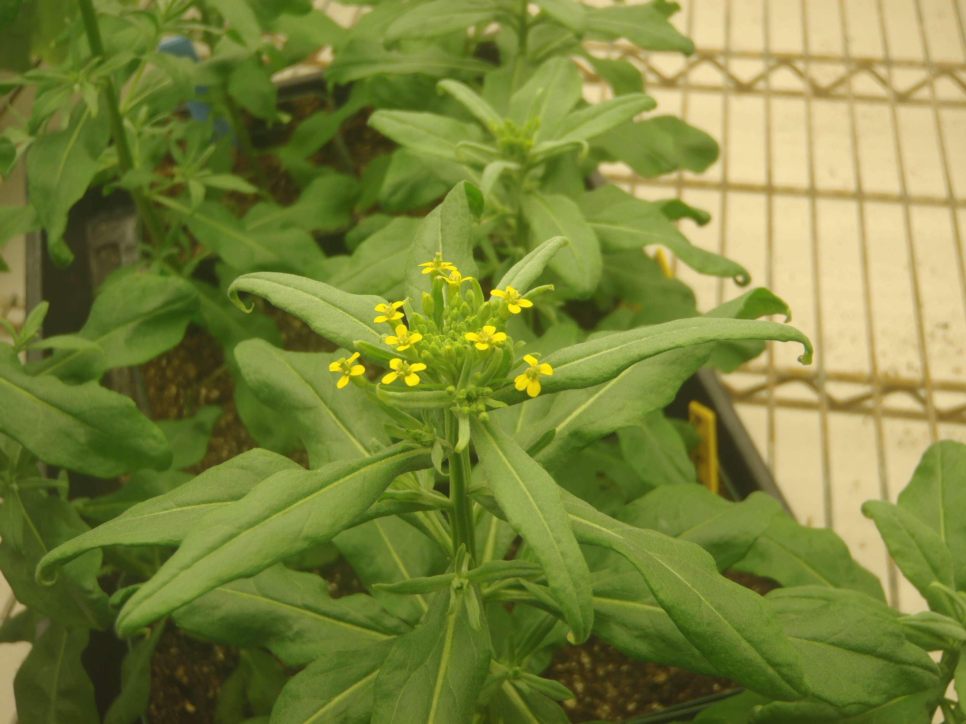 Image of treacle mustard