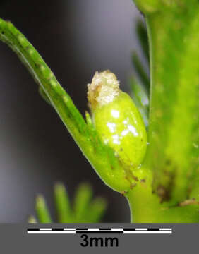 Image of Whorled Water-milfoil