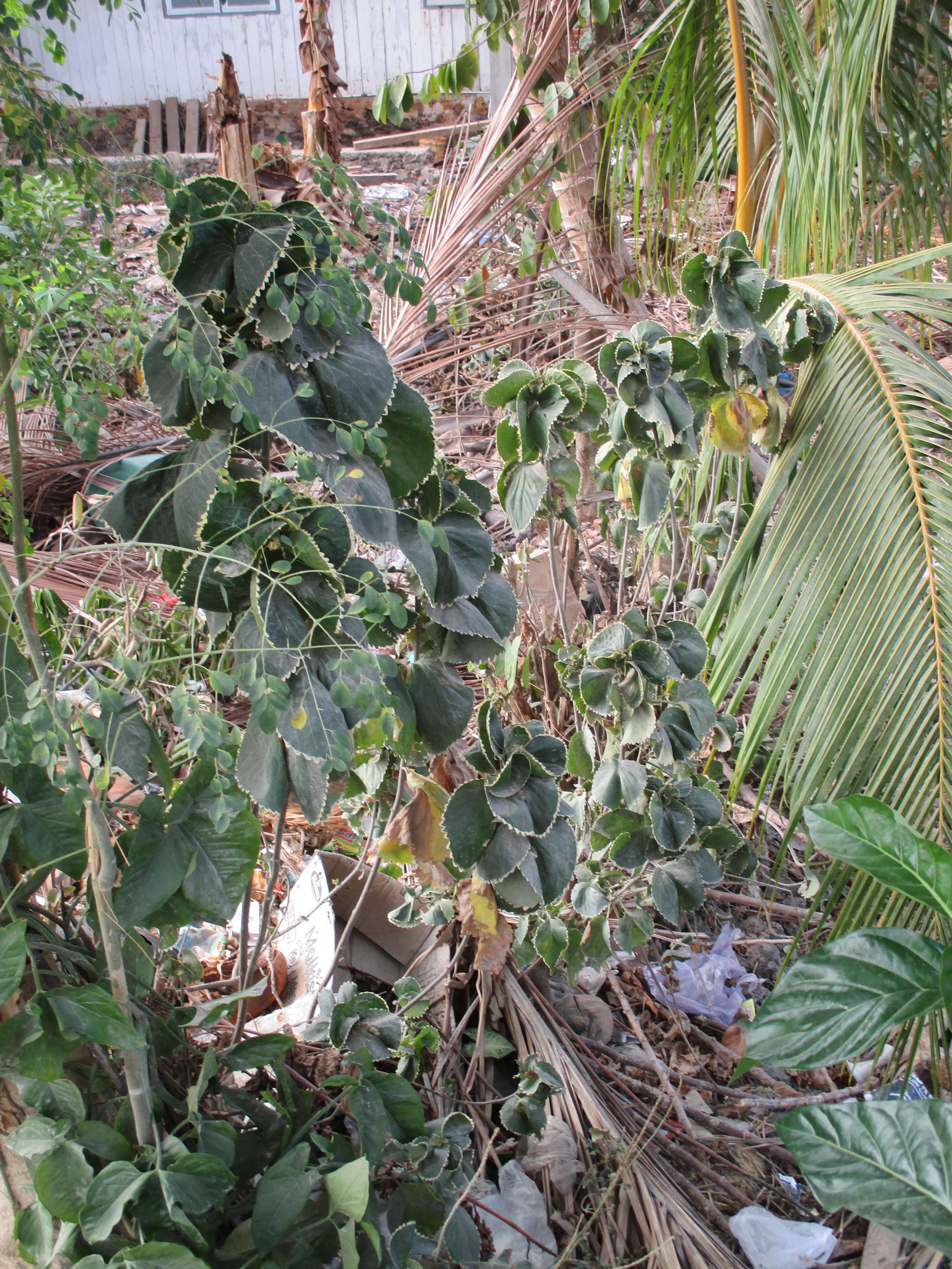 Image de Acalypha wilkesiana Müll. Arg.