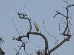 Image of Intermediate Egret