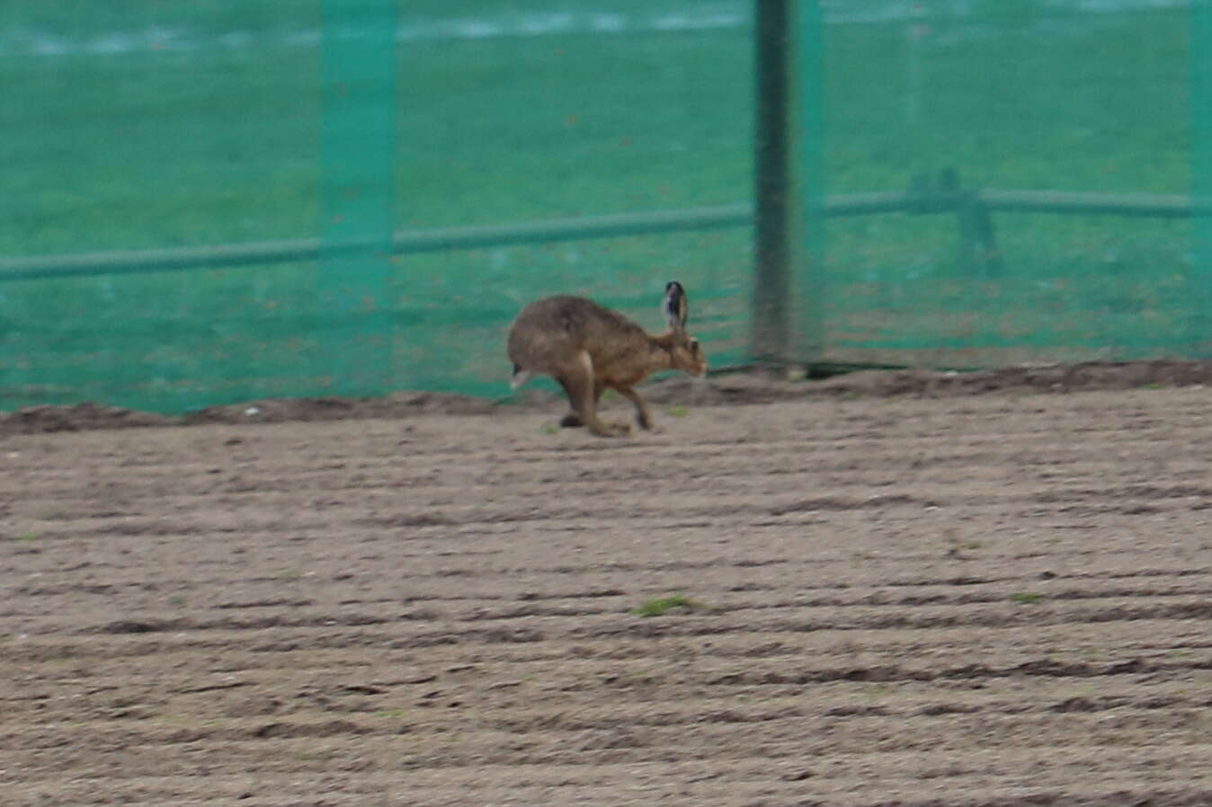 Image of brown hare, european hare