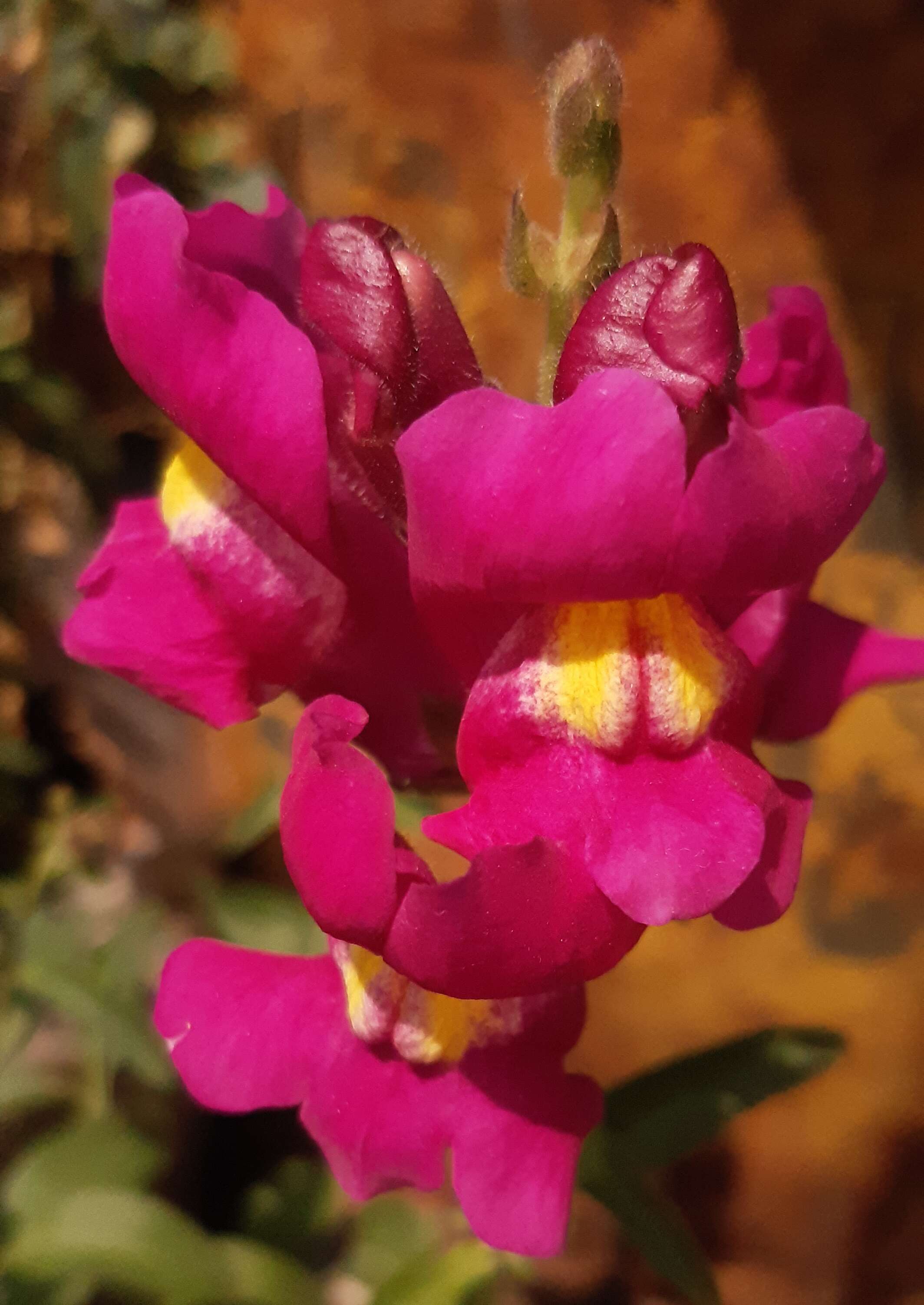 Image of garden snapdragon