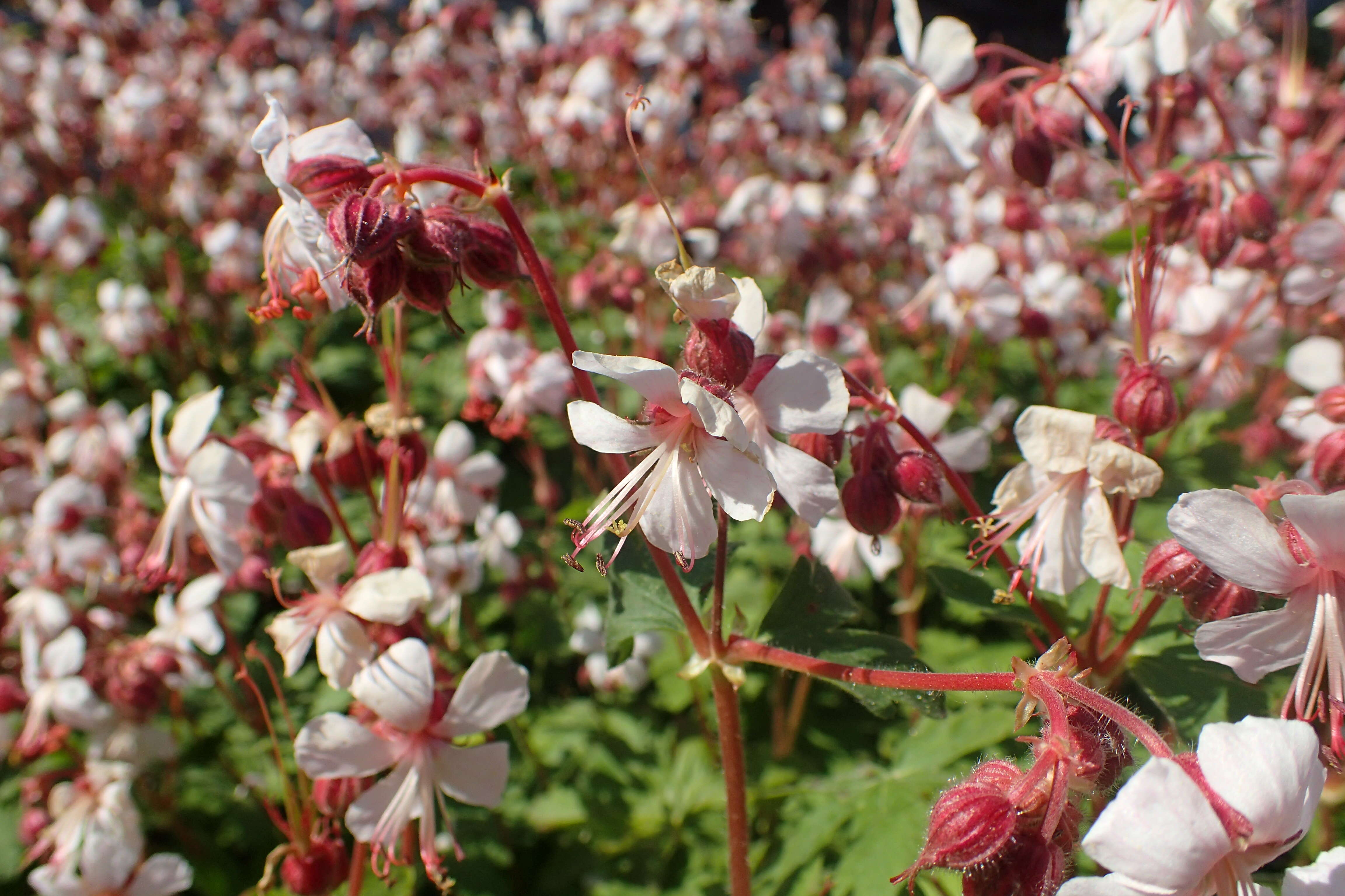 Imagem de Geranium macrorrhizum L.