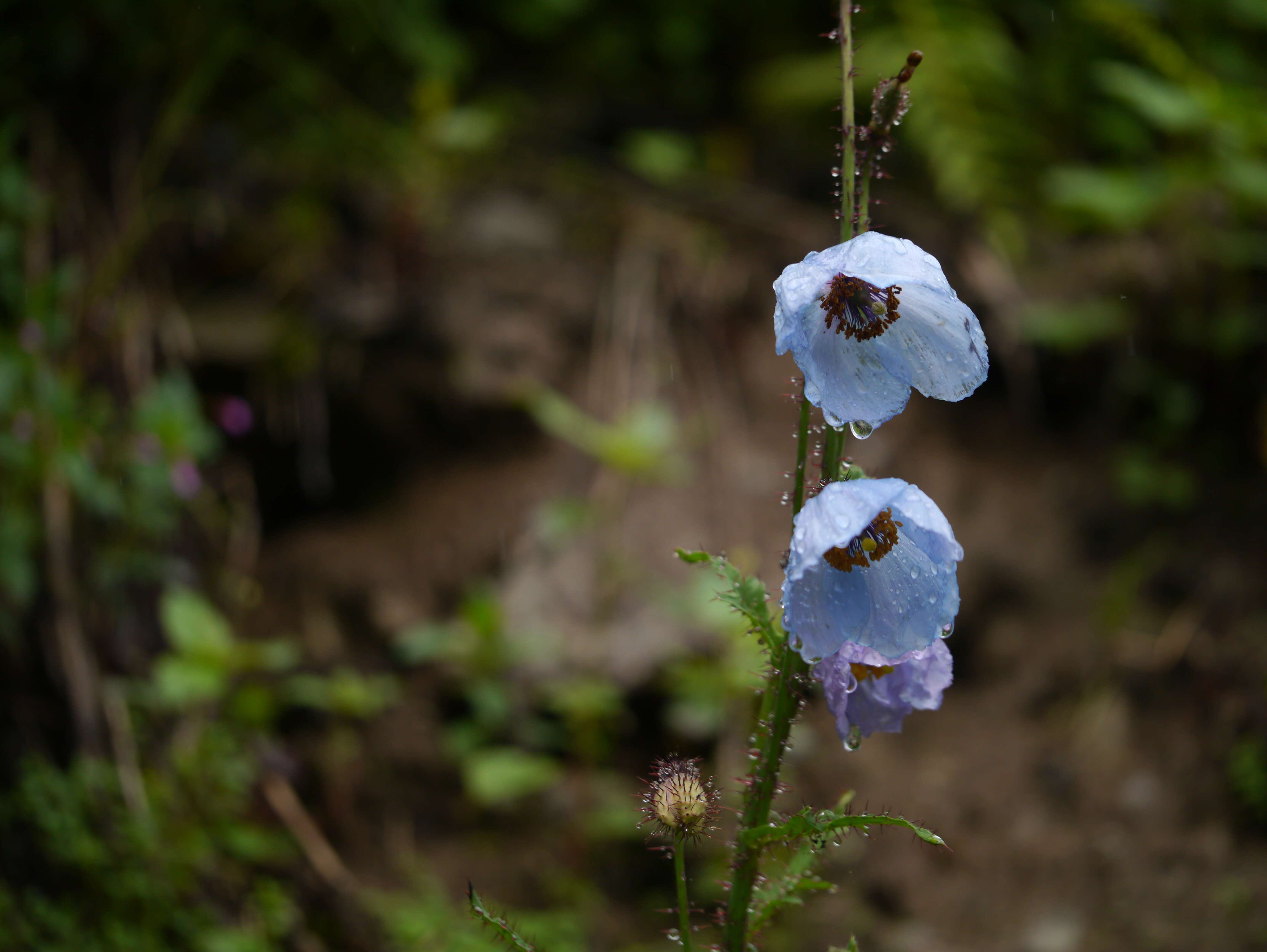 Image of Meconopsis