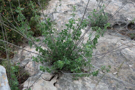 Sivun Clinopodium serpyllifolium subsp. fruticosum (L.) Bräuchler kuva