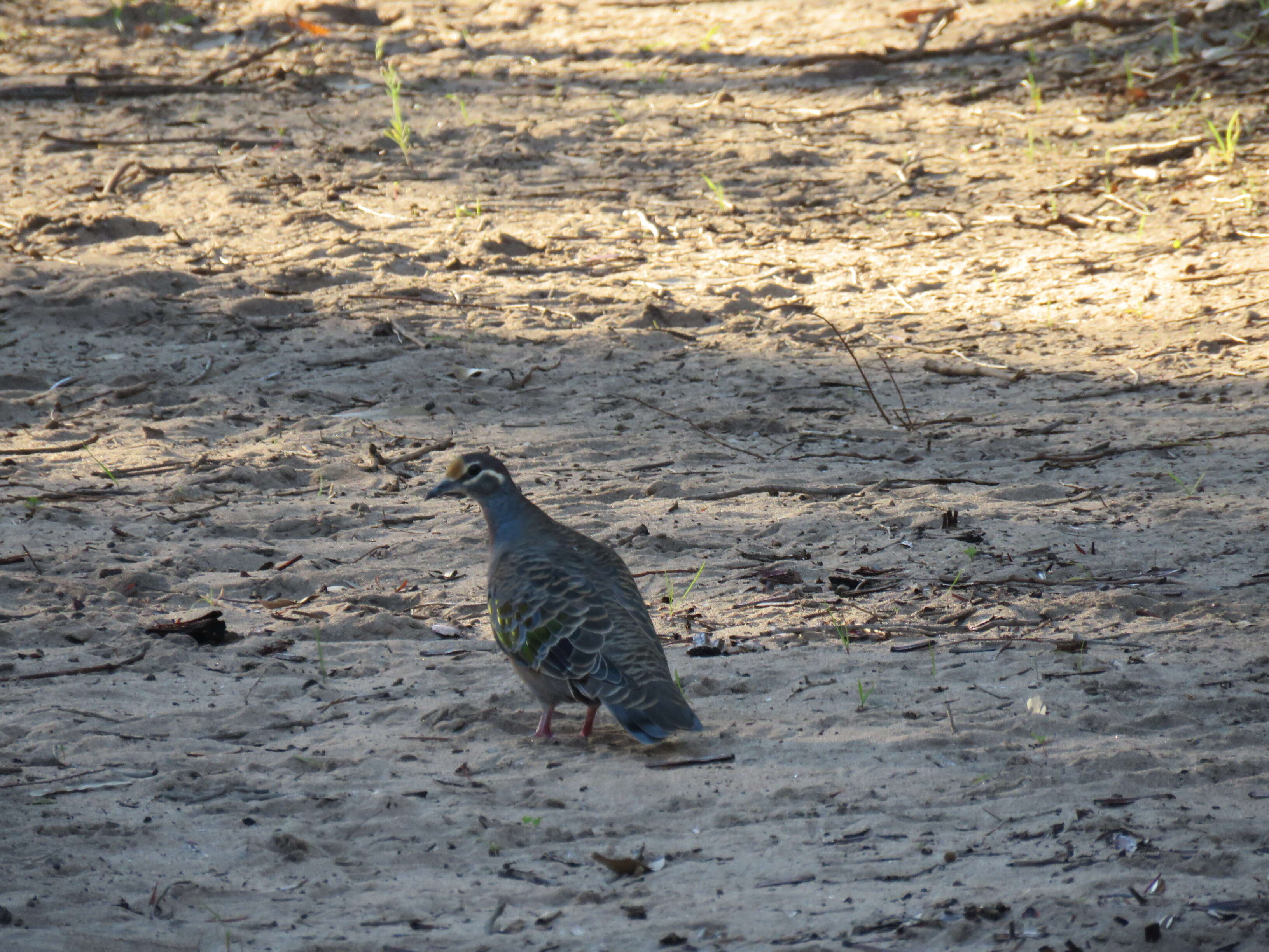 Image of Common Bronzewing