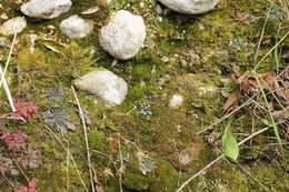 Image of calcareous gymnostomum moss