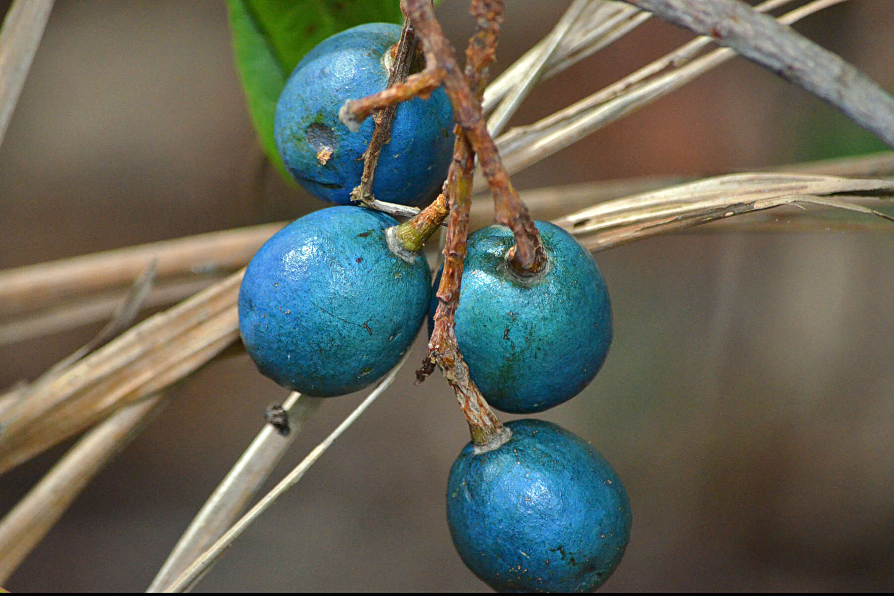 Image of quandong