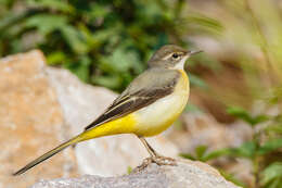 Image of Grey Wagtail