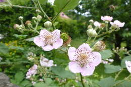 Image of Himalayan blackberry