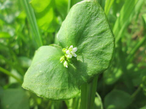 Image of Indian lettuce